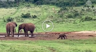 Слоненок пустился в погоню за птицей