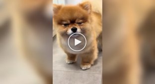 Пес засипає на ходу