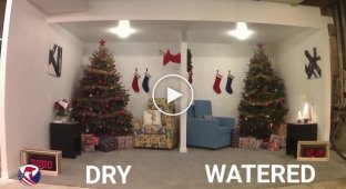 Вот почему важно поливать новогоднюю елку