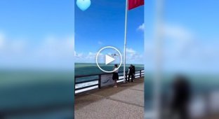 Чайка зависла в повітрі і вкусила морозиво в американки