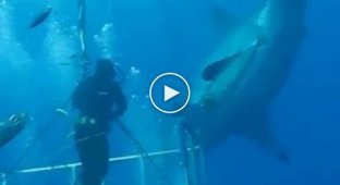 Дайверы встретили гигантскую белую акулу