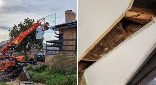 Australian found 10 kilograms of human hair in the walls of his house (3 photos)