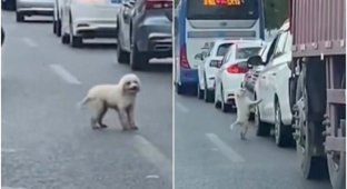 В Китае хозяин выбросил собаку из машины на оживлённой дороге (4 фото + 1 видео)