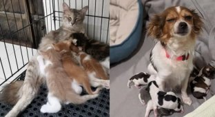 Pets who are trying to be good parents (15 photos)