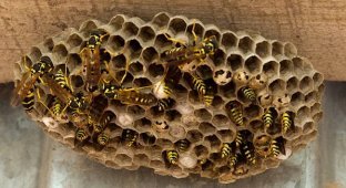 Оси: 5 лякаючих видів. Від маніяка-м'ясника до паразита в інжирі (14 фото)