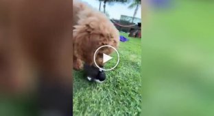 На видео сняли сороку, которая забыла, что она птица, и борется за еду с псом