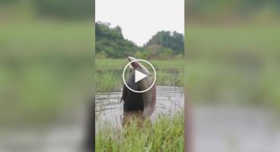 A gluttonous cormorant's snack.