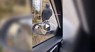 Смышленая галка и орешек