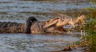 Кто снимет шину с дикого крокодила – весёлые конкурсы в Индонезии (5 фото)