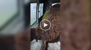 Grass grew on a sheep's wool