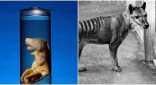 Учёные могут возродить вымершего волка (5 фото)