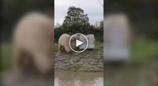 Ice cream for a polar bear