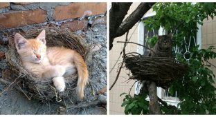 Nesting and nesters (24 photos)