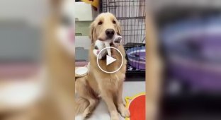 Собака захотела стать мамой для котят, за которыми не следила кошка