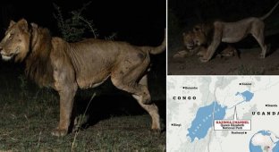 Трёхлапый лев совершил рекордный заплыв ради продолжения рода (6 фото + 1 видео)