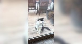 Кот Адольф