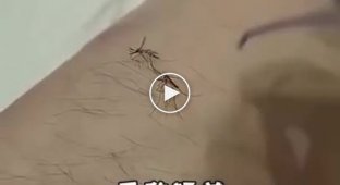 Китайские методы борьбы с комарами