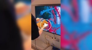 «Страшна! Вырубай!»: хозяева организовали аттракционы для своих пушистых