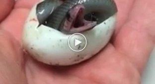 Крошечная змея делает свой первый глоток воздуха после появления на свет