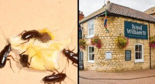 The chef released 20 cockroaches into the kitchen of the restaurant due to non-payment of vacation pay (3 photos)