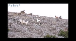 Confrontation of two dogs with a wolf pack in Italy