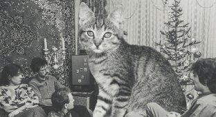 Советские новогодние ретро-кошки (11 фото)