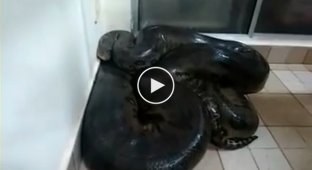 Бразилец чуть не лишился жизни решив потрогать анаконду которая заползла в его дом