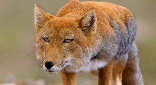 Tibetan Foxes: Apathetic Animals That Look Like a Bad Drawing of a Regular Fox (17 photos)