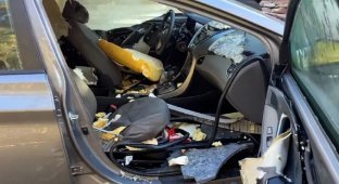 Baribal destroyed a car because of a pack of sweets (4 photos + 3 videos)