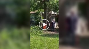 Як не слід рубати величезне дерево у дворі