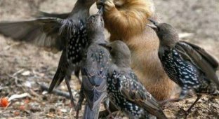 Нападение птиц! (47 фото)