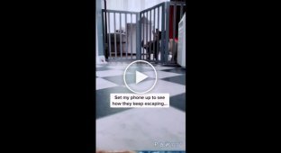 Собачий побег, организованный хитрым псом в питомнике