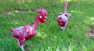 Голые курицы (5 фото)