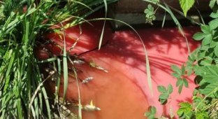 “Кровавая” река с мертвой рыбой: появилось видео экологической катастрофы под Киевом