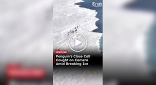 Пингвин в Антарктиде едва не уплыл в океан на отколовшейся льдине