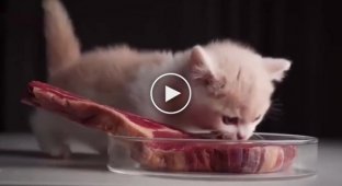 Funny reaction of a kitten to a piece of meat