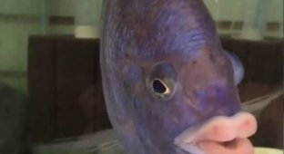 Рыба с губами человека (2 фото)