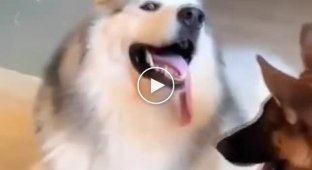 funny moments with dogs