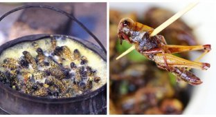 Boogers that will save the world: perspectives of entomophagy (6 photos)