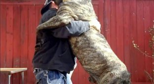 A unique breed of giant dogs that lived in the times of Rome and Ancient Greece has been revived in America (4 photos)