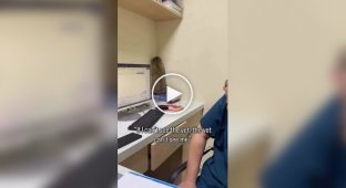 Пугливый кот попытался спрятаться от ветеринара