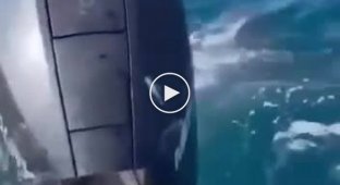 A huge shark tried to take the catch from fishermen in Australia