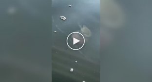 A crab rides a jellyfish