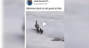 This is the drama with the mother duck