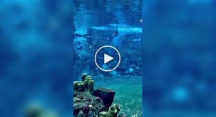 Дельфін грає з повітряними кільцями під водою