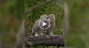 Owl tenderness