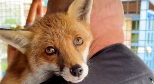 A man saved a fox, and now it doesn't want to return to the wild (3 photos + 1 video)