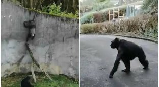 Шимпанзе сбежали из вольера зоопарка, соорудив лестницу из палок (4 фото + 2 видео)