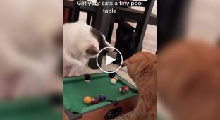 Мини-бильярд для котов