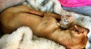 Спасенный питбультерьер подружился с котенком (10 фото)